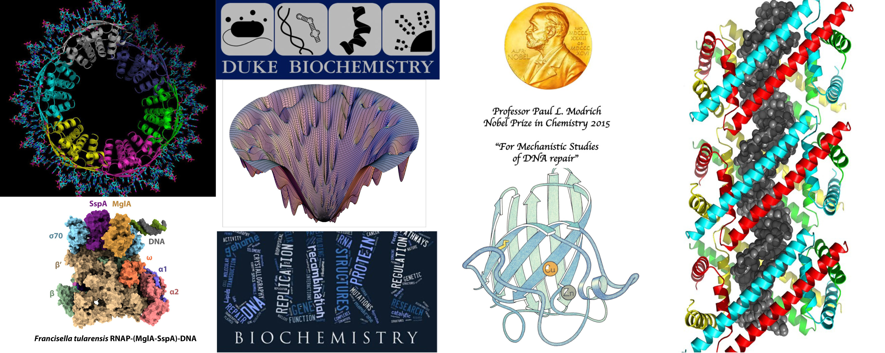 Biochemistry Faculty By Areas Of Specialization | Duke Department Of ...